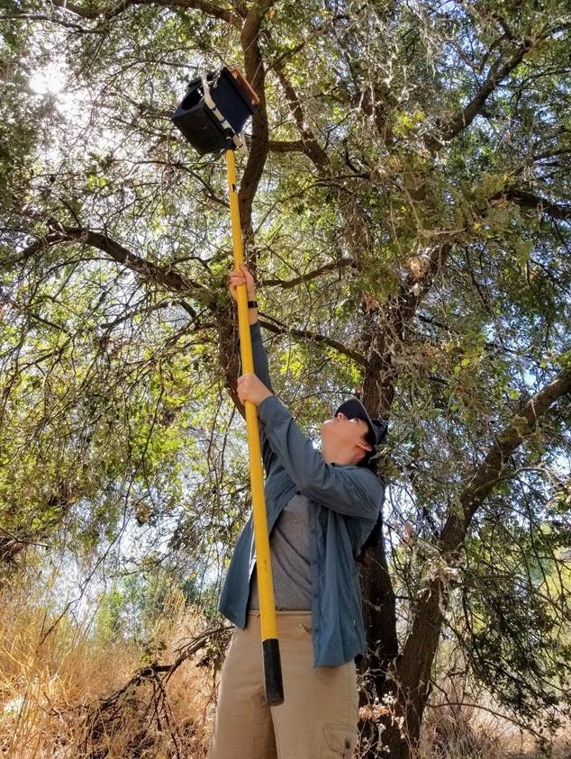 UC Davis University Honors Program Student Danielle Fradet checking a nest box.