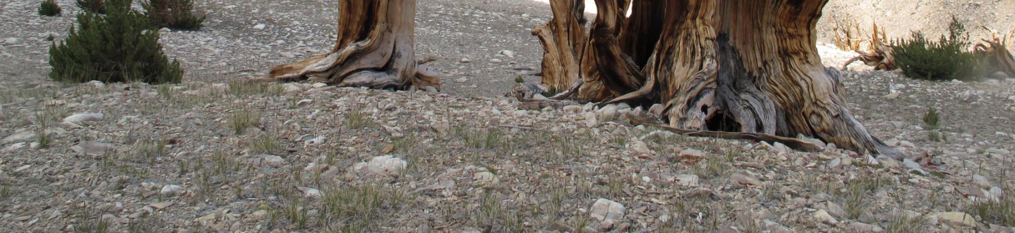Bristlecone Pines